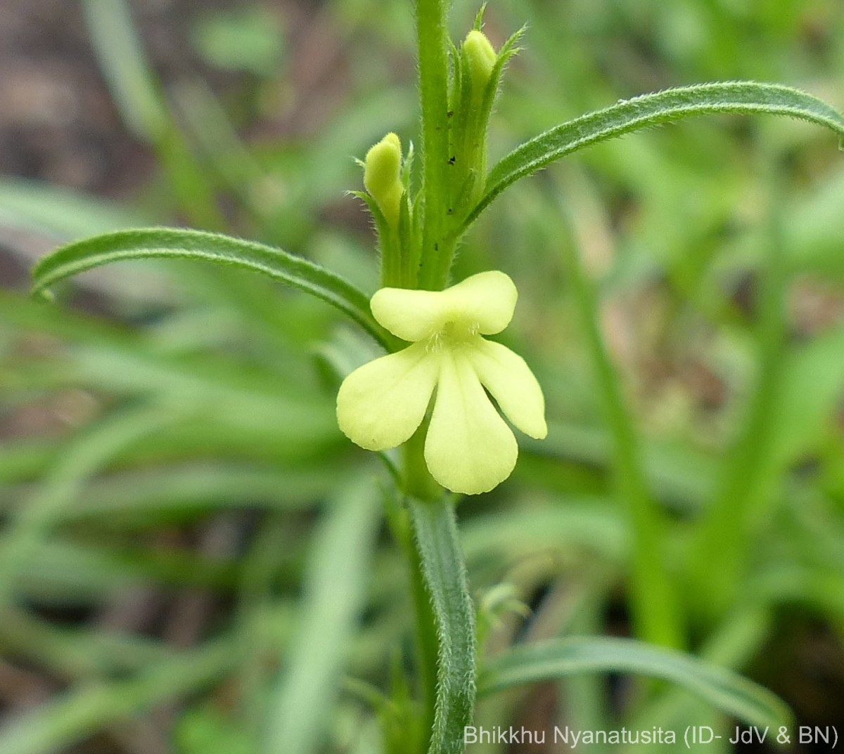 Striga asiatica (L.) Kuntze
